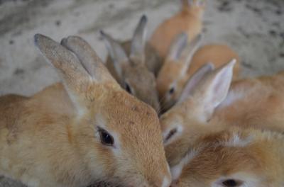 うさぎいっぱい！日帰り大久野島