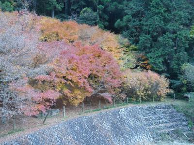 藤枝　滝ノ谷不動峡の紅葉・終焉を観に行った。