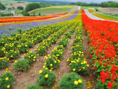 ’14夏 お花いっぱいの北海道♪④ 美瑛の丘巡り