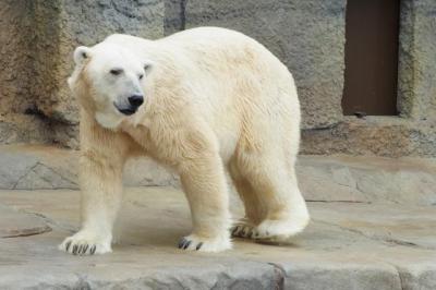 はじめまして北海道～北海道神宮・円山動物園編～。