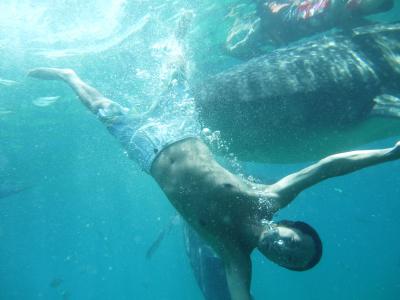 セブで子連れでジンベイザメと泳いできた in 2014(8)