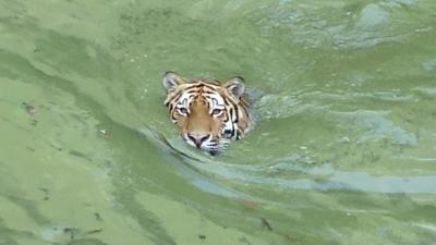 浜松市動物園でウォーキング