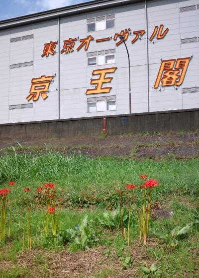 多摩方面サイクリング復路@夏季休暇2日目4/4