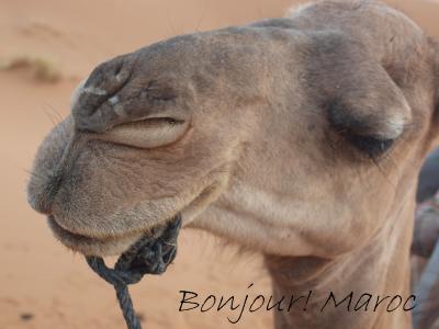 ボンジュー！ モロッコ 　　（９） サハラ砂漠でキャンピング