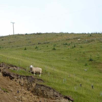 ほんとに羊だらけ!NZ家族旅行①クライストチャーチ編