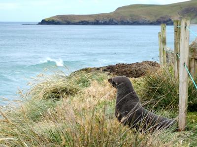 ほんとに羊だらけ!NZ家族旅行④オタゴ半島編