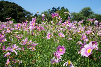 コスモスを撮りに昭和記念公園へ