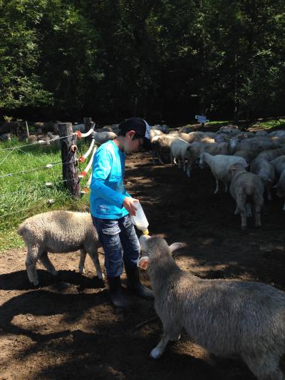 '14 夏の北海道家族旅行（帯広～層雲峡～旭川）3泊4日　その2◆牧場で羊とたわむれる