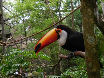 南米３大ハイライトその6～予定外の野鳥公園＆ブラジル側イグアスの滝トレッキングからリマへ移動