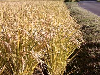 暑さ寒さも彼岸まで　週末別荘ライフ＠信州野尻湖　2014　9月　1