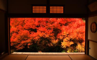 兵庫県「安国寺」の深紅に染まるドウダンツツジはまるで1枚の額縁の絵画のような美しさ