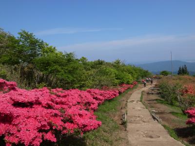 筑波山　つつじが満開