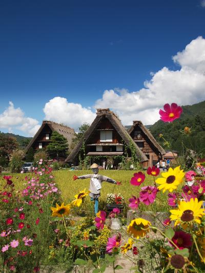 稲刈り前の白川郷へGO～!!! (わかる人にはわかる)』白川郷(岐阜県)の旅行記・ブログ by picotabiさん【フォートラベル】