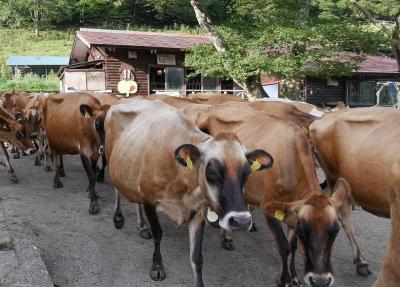 【群馬：下仁田】　名物は牛の行列、「神津牧場」は日本初の西洋式牧場♪
