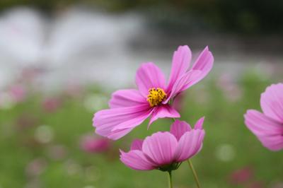 秋といえば・・秋桜・・秋桜といえば・・