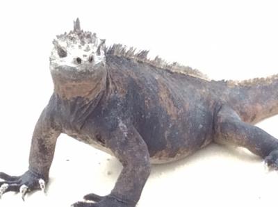 ★ガラパゴス最高!!