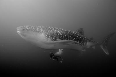 ★世界最高の海のひとつ、ガラパゴス