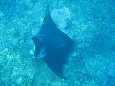 シュノーケルでマンタが見たくて石垣島へ（後編）