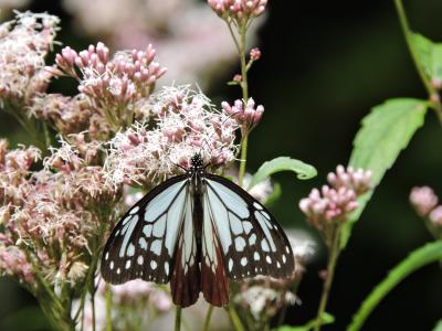 秋の野草園にまたまたアサギマダラが。