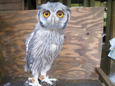 【編集中】富士山近くのもう１つの花鳥園～富士花鳥園～