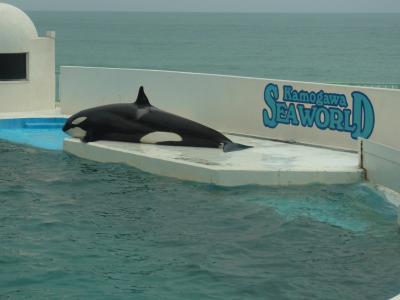 海ほたる＆鴨川シーワールド