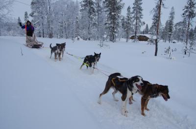 犬ぞり・スノートレッキング  夜はオーロラ