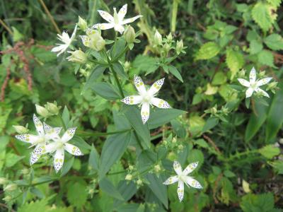 天山林道をあるく　9/14