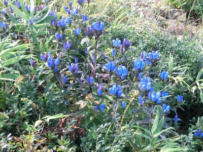 九頭竜湖近く　平家岳登山記