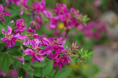 萩の花を求めて、寧楽（なら）の古刹を廻る