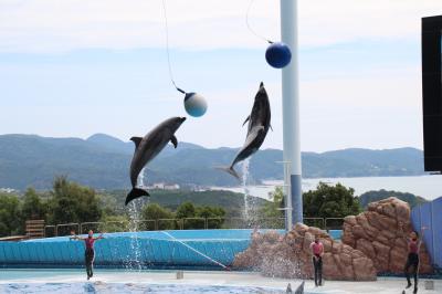 優雅に３泊２日の南紀白浜アドベンチャーワールド三昧（７）動物たちの可愛いアトラクション：思わず笑いがこみ上がるアニマルアクション・迫力のマリンライブ・よちよちペンギンパレード・くるくる楽しいラッコのフィーディング