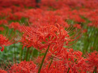 満開の巾着田曼珠沙華を訪ねて