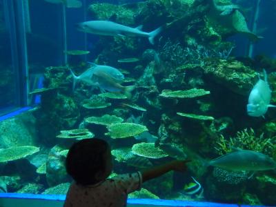 東海大水族館（東海大学海洋科学博物館）と焼津の花火を観に行った。