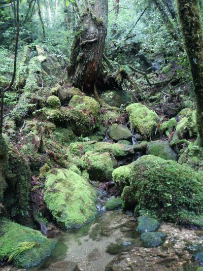 屋久島　～苔むす森へ～