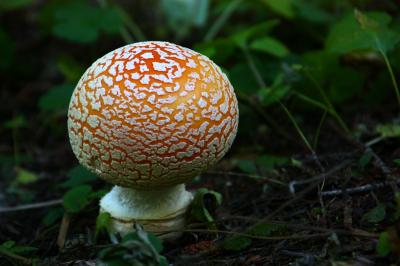 カスケード・ループを走る(10) 茸の森、Rainy Pass Trail を歩く ～2013年夏休み～