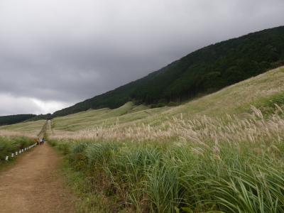 箱根仙石原のすすき