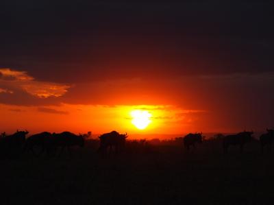 初のアフリカ、ケニア１ヶ月ステイ：その5　マサイマラはmigrationのシーズン！