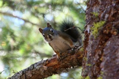 カスケード・ループを走る(12) リスの森、Sun Mountain Trailsを散歩する ～2013年夏休み～