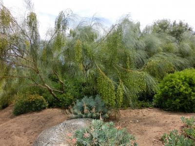 JALマイレージでフランス⑥コルシカ島 -地中海の植物-