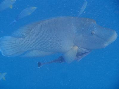 憧れのG.B.R.♪ケアンズ&ハミルトン島2