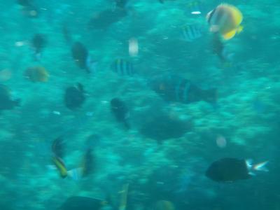 緑島でシュノーケリング！