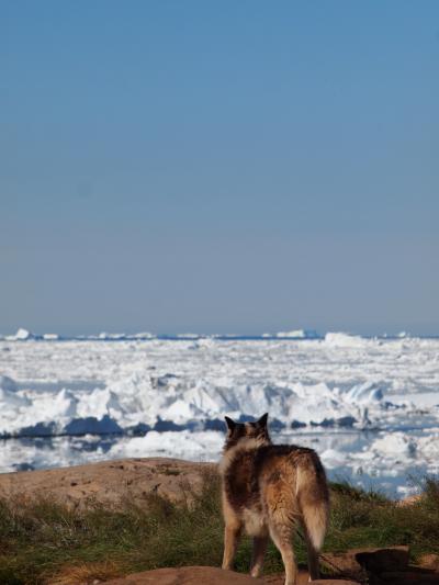 北へ進む・・極地好き開花 ⑤一時のお別れ イルリサット そして再びアイスランドへ!