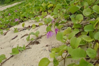 ♪八重山バカンス♪那覇ー石垣島ー西表島（由布島）ー小浜島