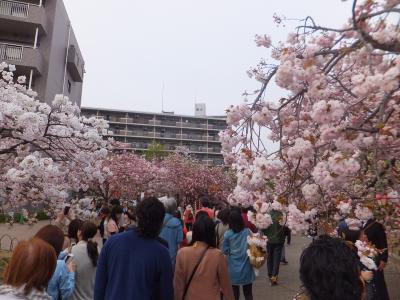 2014 弾丸神戸遠征【その１】弾丸大阪と造幣局のくぐり抜け