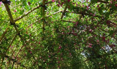 もう、秋！　萩のトンネルの百花園。