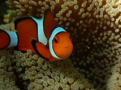 2014年　遅い夏休みは石垣島旅行4泊5日。5日目、帰る日も泳ぐよ