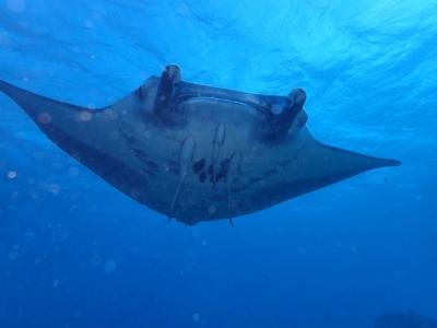 石垣島  ダイビング