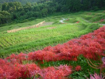 海ほたると大山千枚田