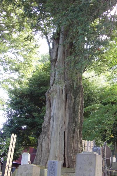 常光寺の樹林（藤沢宿）