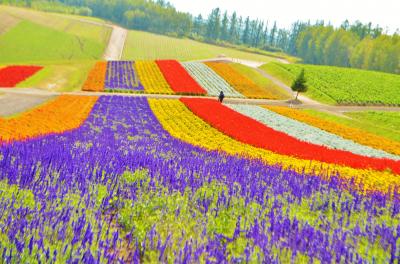 3年ぶりの国内旅行-３泊４日の富良野・美瑛