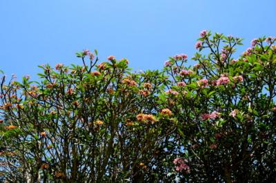 ”安い、近い、短い旅行の記録　⑥　ダーウィンではこんな植物が育ってます！（Geroge Brown Botanic Garden)　ダーウィン編